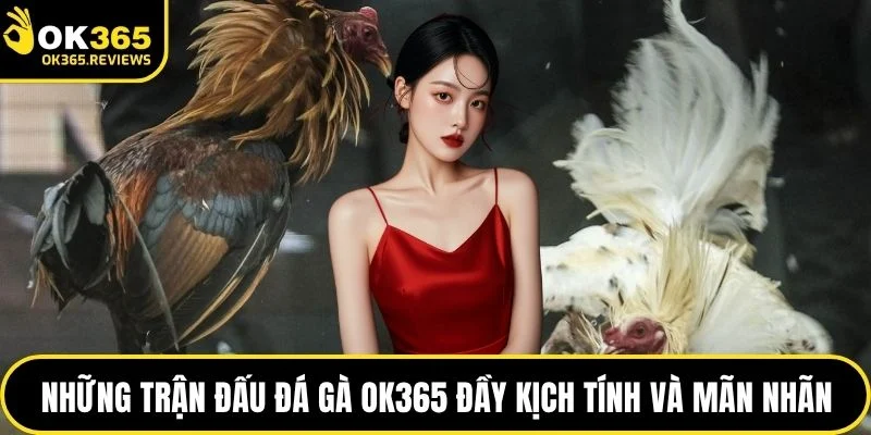 Những trận đấu đá gà OK365 đầy kịch tính và mãn nhãn